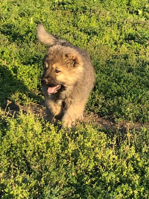 Цуценята кавказькоі вівчарки КСУ