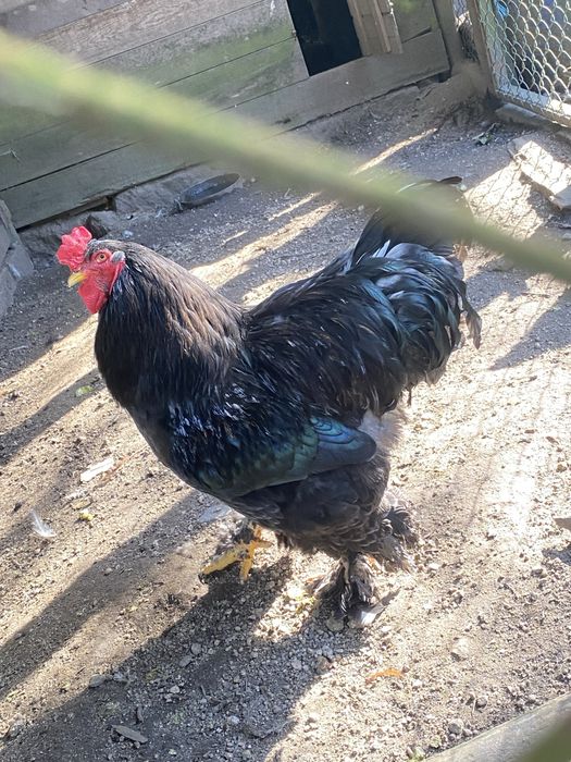 Galo Brahma Preto Puro ≈6kg