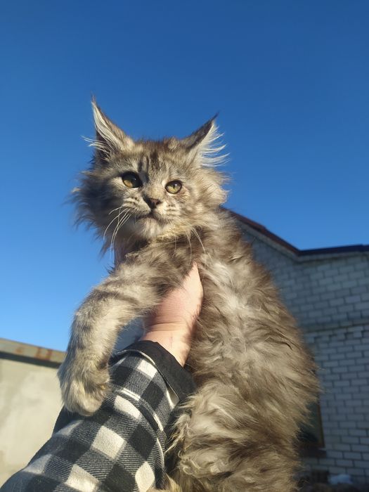 Свободна девченка