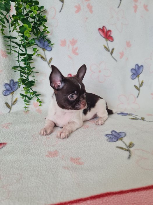 Excecional mini menina Chihuahua/Chiuaua.LinhagemRussa,Qualidade
