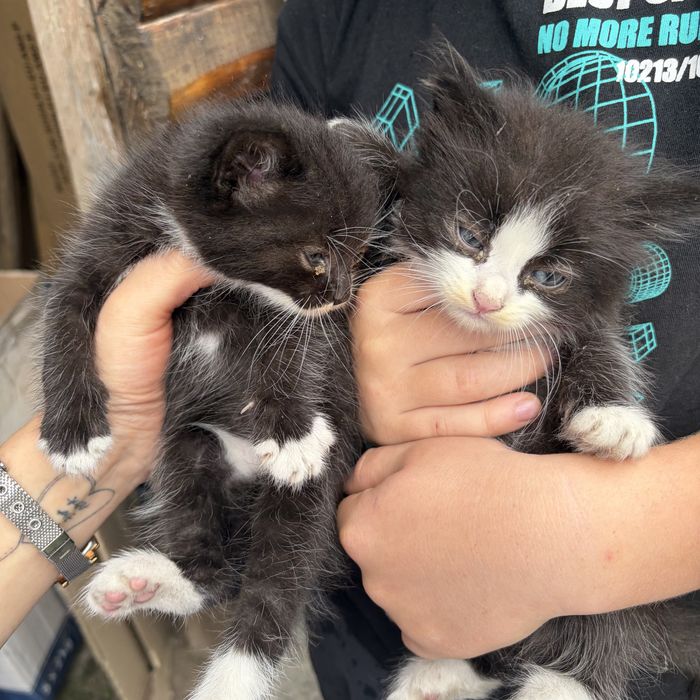 Котики, кошенята безкоштовно