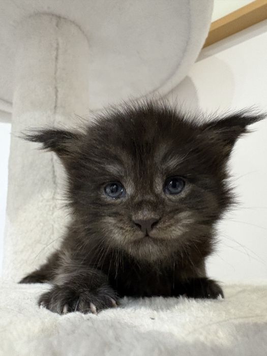 Kotka Maine Coon