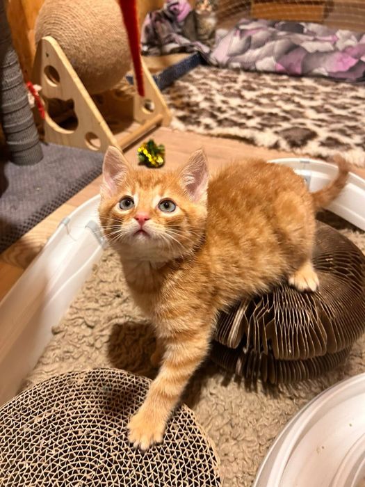 Cudowny, młody kocurek - do adopcji na dokocenie bądz w 2paku!