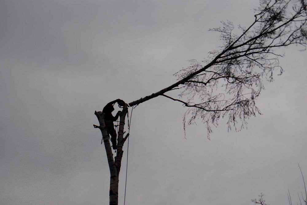 Wycinka drzew metodami alpinistycznymi lub tradycyjnymi.
