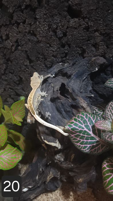 Młode gekony orzęsione wielokolorowe