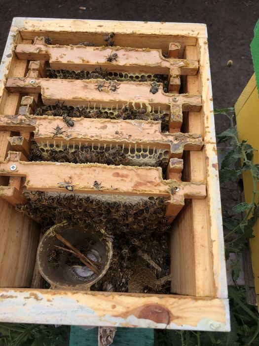 Бджоломатки породи Бакфаст