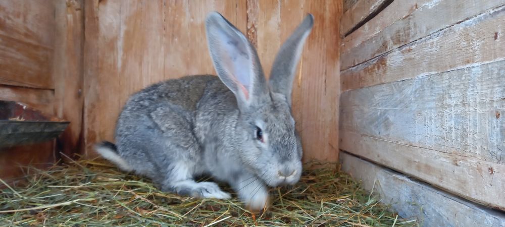 Продам кролики. Порода Шиншила Радянська+Євро.