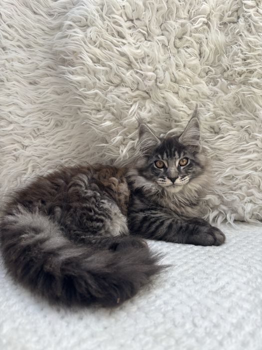 MAINE COON - kocurek - Zarezerwowany