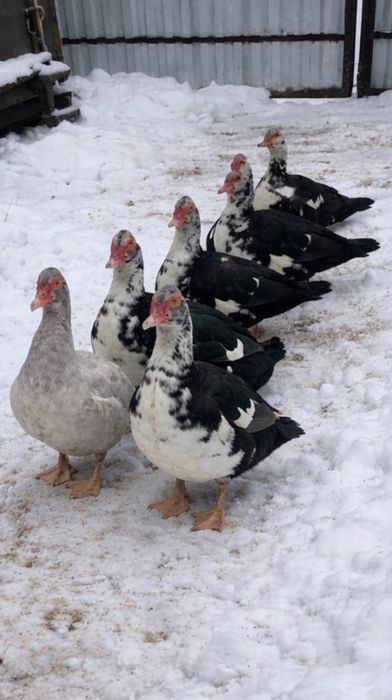 Качки шипуни, мускусні