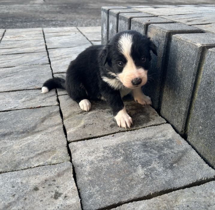 Czarno-Biała suczka Border collie