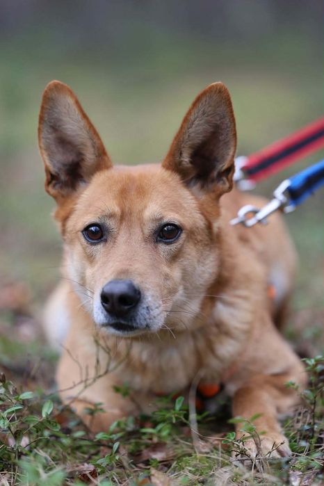 Pies czeka na przyjaciela