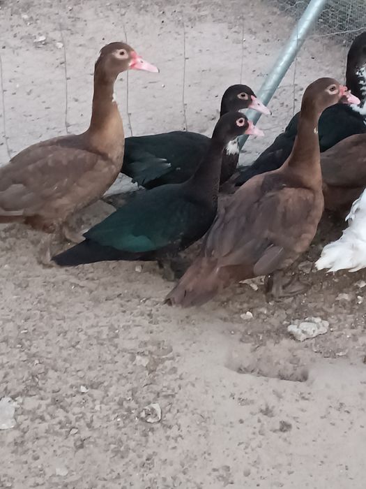 Patos Mudos.    .
