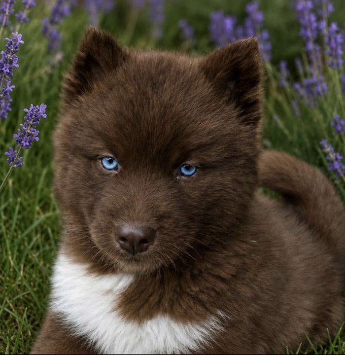 Siberian Husky ZKwP zapowiedz miotu