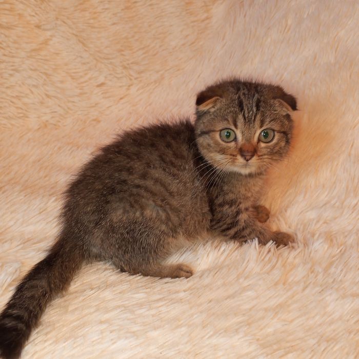 Котик скотіш фолд(вісловухий)