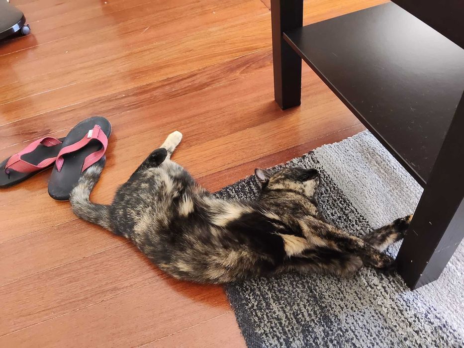 Gatinha tartaruga para adopção