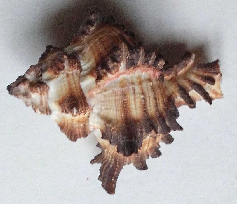 Мушля ракушка 6x5x4 см