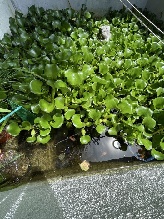 Jacinto‑de‑água – plantas para lagos e filtros naturais