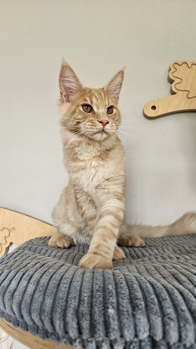 Kocurek Maine Coon