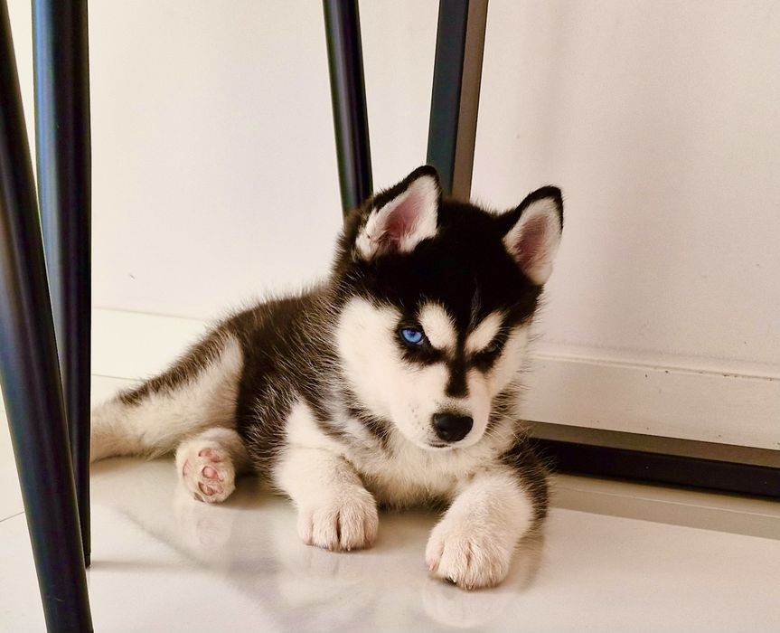 Niebieskooki szczeniak Siberian Husky międzynarodowy rodowod FCI ZKwP