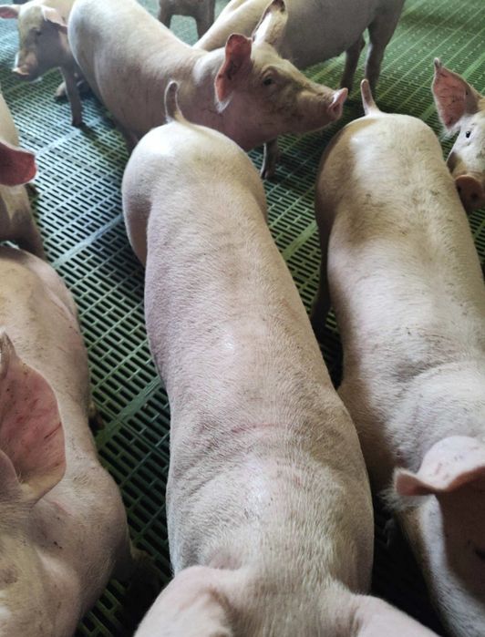 Sprzedam . warchlaki / prosiaki typowo mięsne.