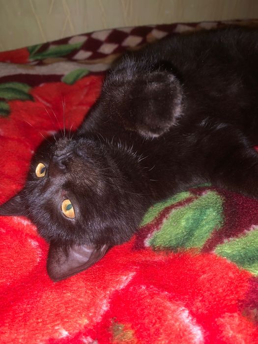 У добрі ручки віддам котика