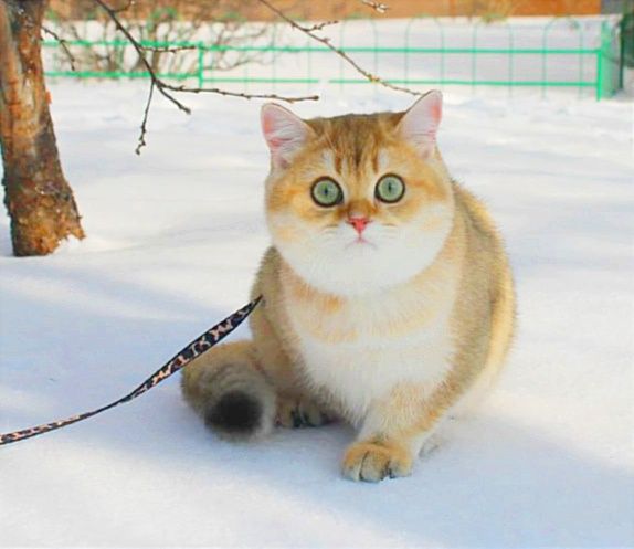 Шикарний хлопчик чекає найкращу маму