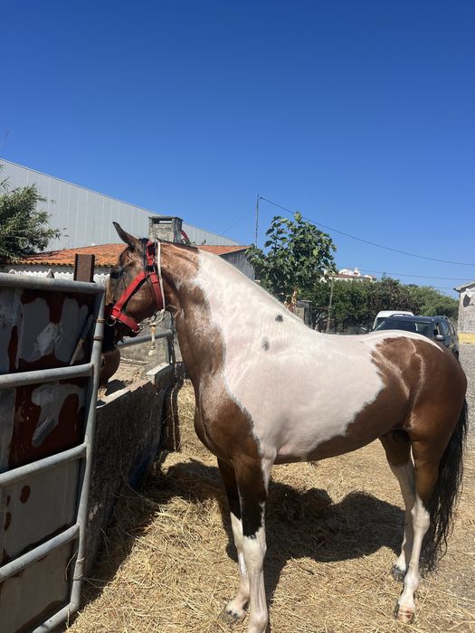 Cavalo malhado palomino