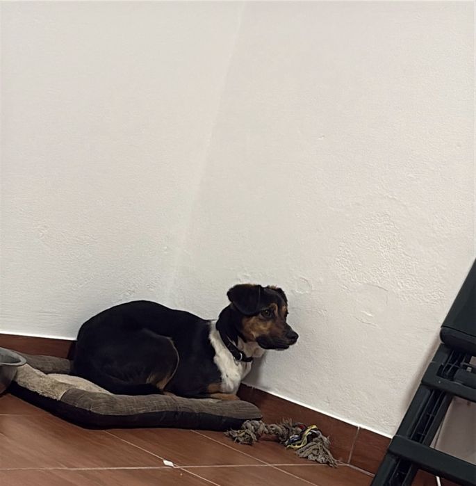 Oreo para adocao urgente
