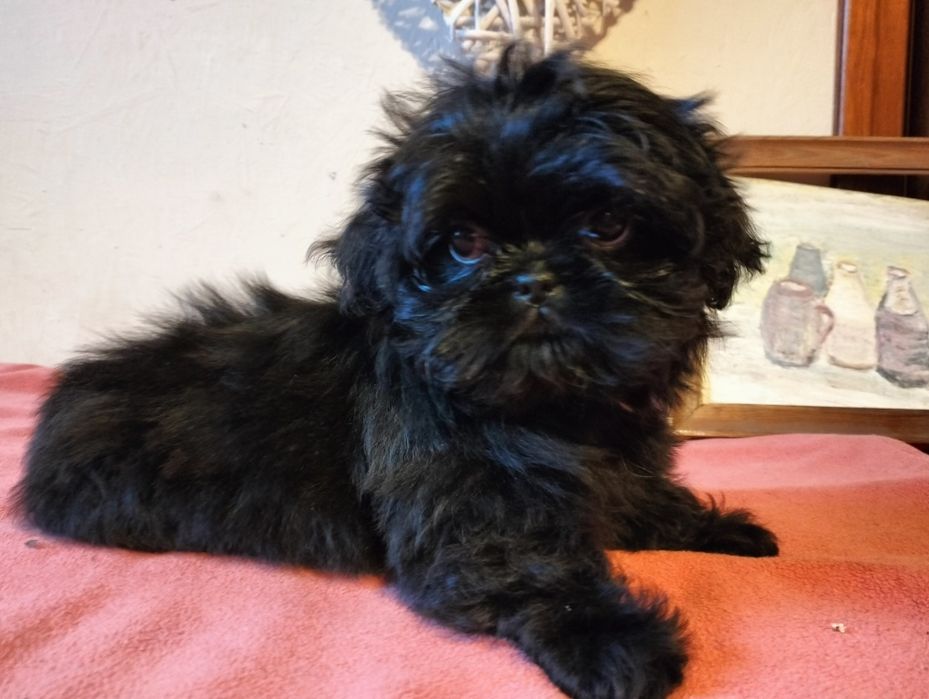 shih-tzu szczeniak suczka miniaturka Rodowód