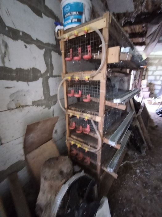 Клітки для перепелів