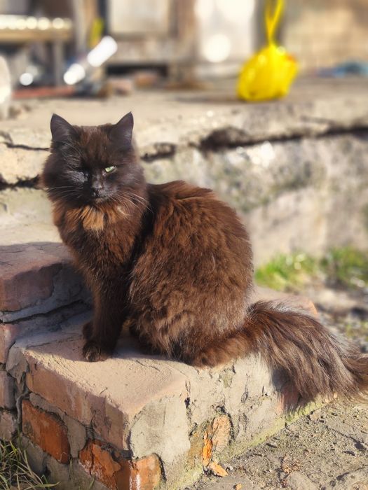 Чудові котики у пошуках найкращих родин.