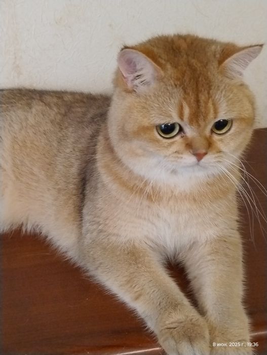 Британський золотий красень