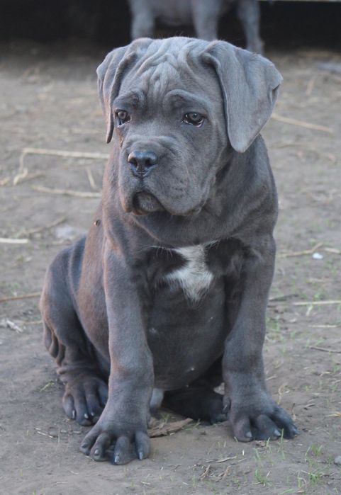 Голубий хлопчик_Нептун