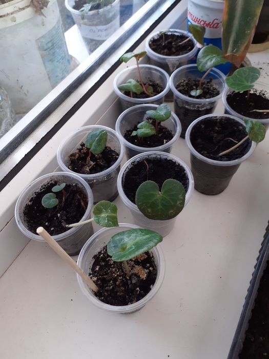 Цикламен кімнатний