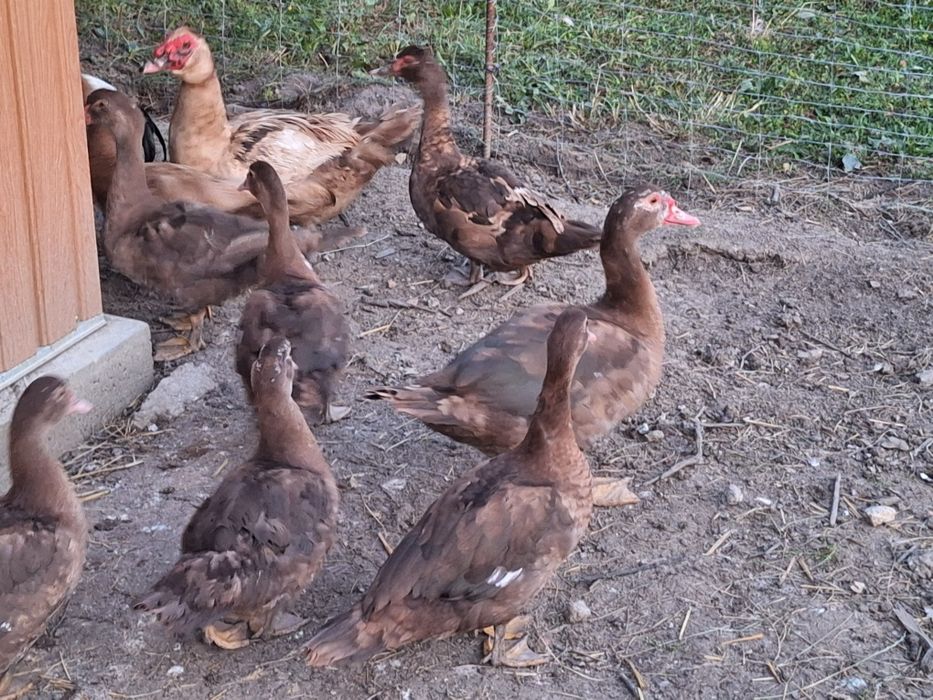 Jaja jajka kaczki pekin staropolska biegus dworka ruanska francusk kho