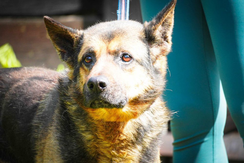 Hiron - starszy pies w typie owczarek niemiecki