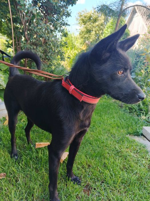 Шукає дім молода стерилізована красуня