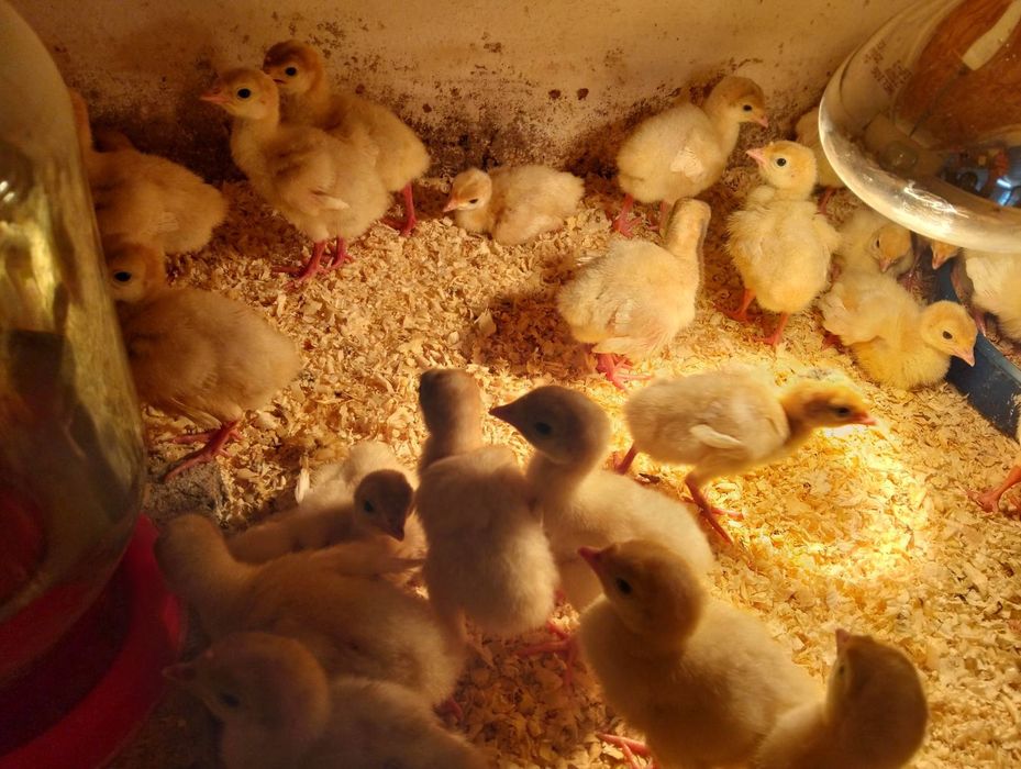 Індичата тижневі Біг 6