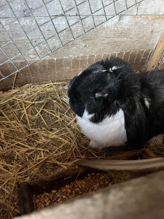 Samiec baran królik