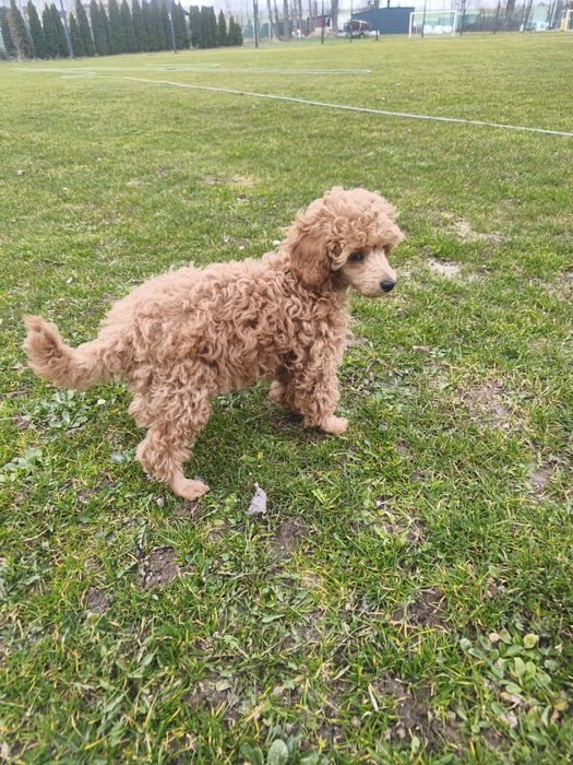 Pudel TOY/Miniatura piesek / samiec Rzeszów