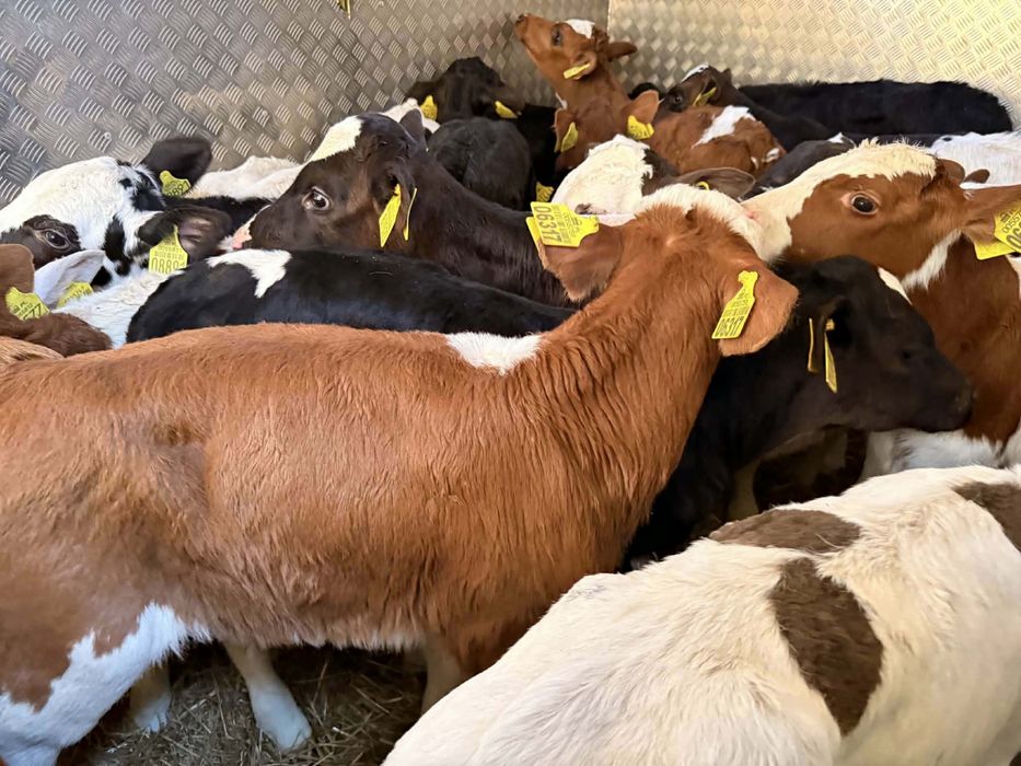 Sprzedam byczki jałoszki