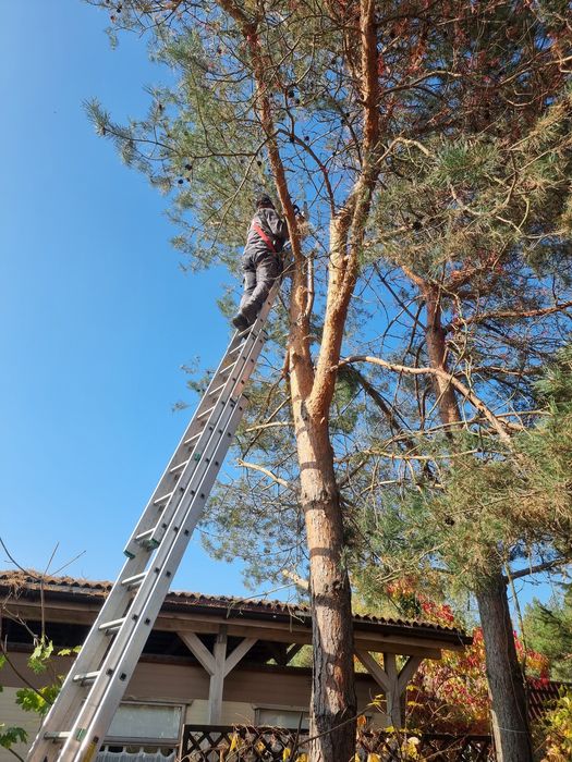 Wycinka drzew, tui /przycinka drzew, tui