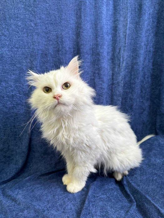 Метис перса Шон, 3 роки, в добрі руки