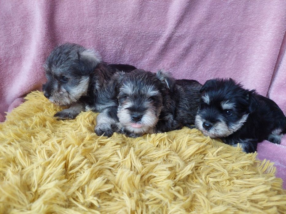 Sznaucer Miniaturowy Piesek czarno srebrny