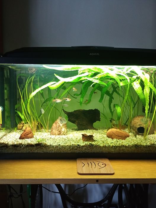 Akwarium 112 litry z zawartością