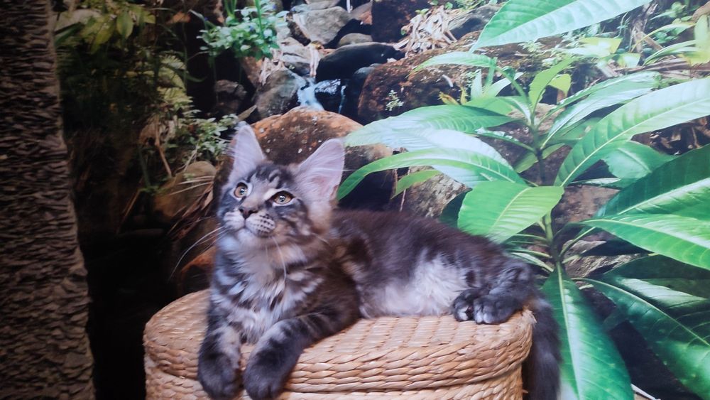 Koteczka MCO z Bluebona*Pl