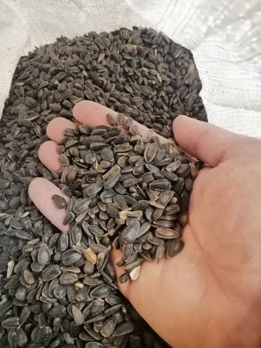 Насіння соняшника, Семена подсолнечника, Семечка