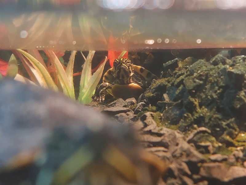 Żółw wodno-lądowy, hieroglifowy, 1 roczek.