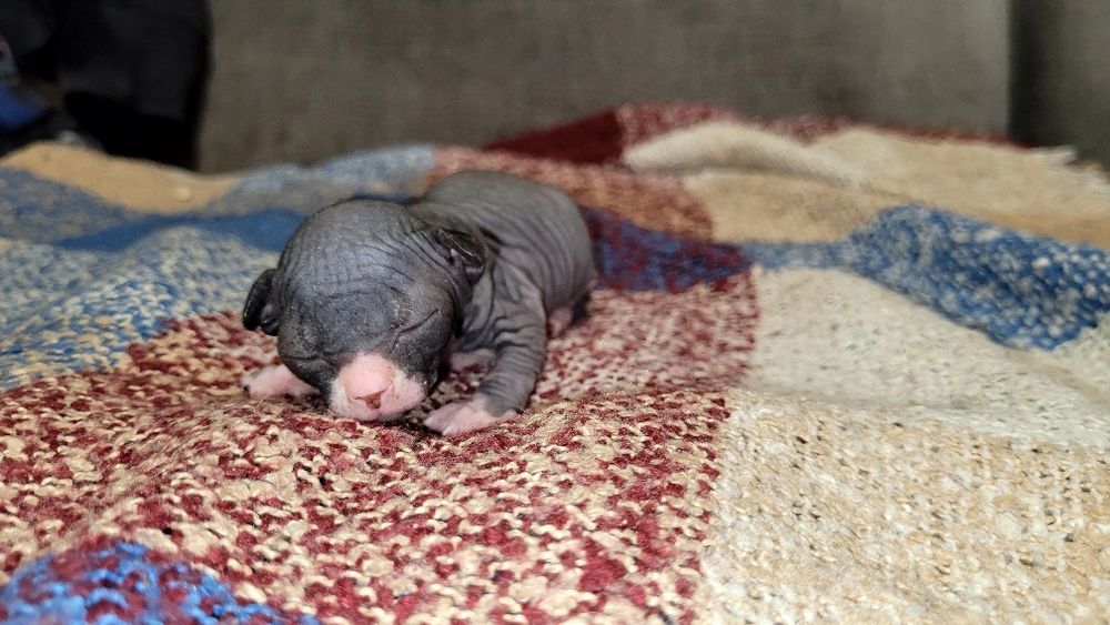 Кошенята канадські сфінкси