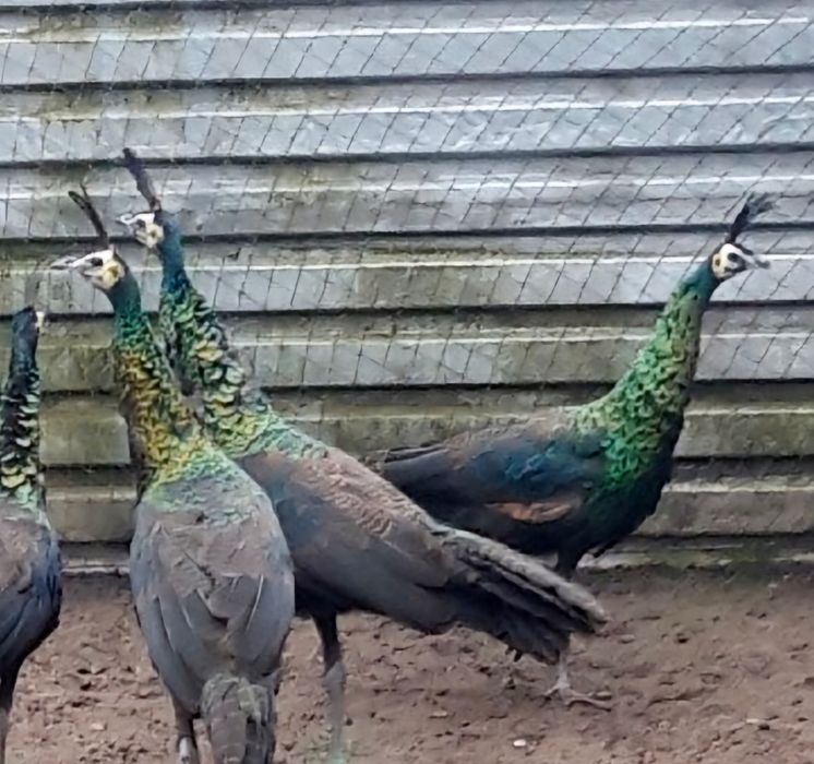 Paw  pawie  -  oryginał - polecam